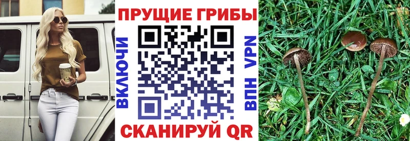 кракен сайт  купить  сайты  Краснодар  Псилоцибиновые грибы ЛСД 